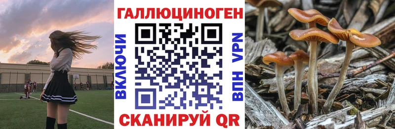 Галлюциногенные грибы Psilocybine cubensis  Купить закладки  Почеп 